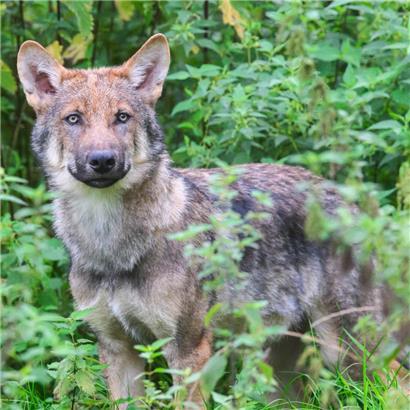 Ein junger Wolf im niedersächsischen Wisentgehege Springe
