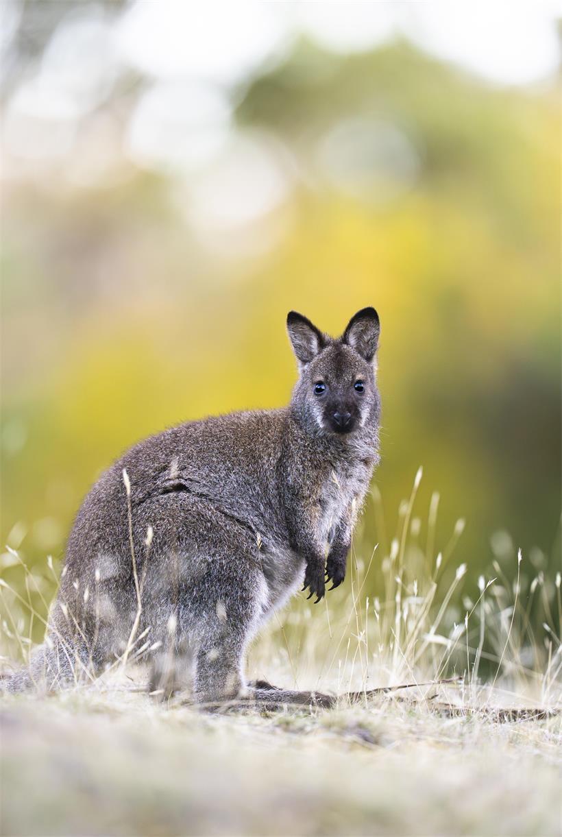 Junges Bennett-Wallaby im trockenen Eukalyptuswald am Stadtrand von Hobart, Tasmanien, in natürlicher Umgebung