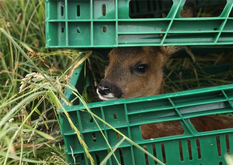 Ein junges gerettetes Rehkitz
