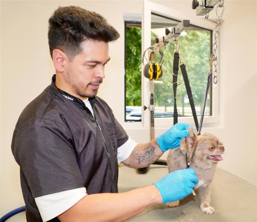 Ein kurzgeschorenes Fell kann Vierbeinern helfen, überschüssige Wärme besser abzuleiten, besonders bei Rassen mit dichtem Unterfell
