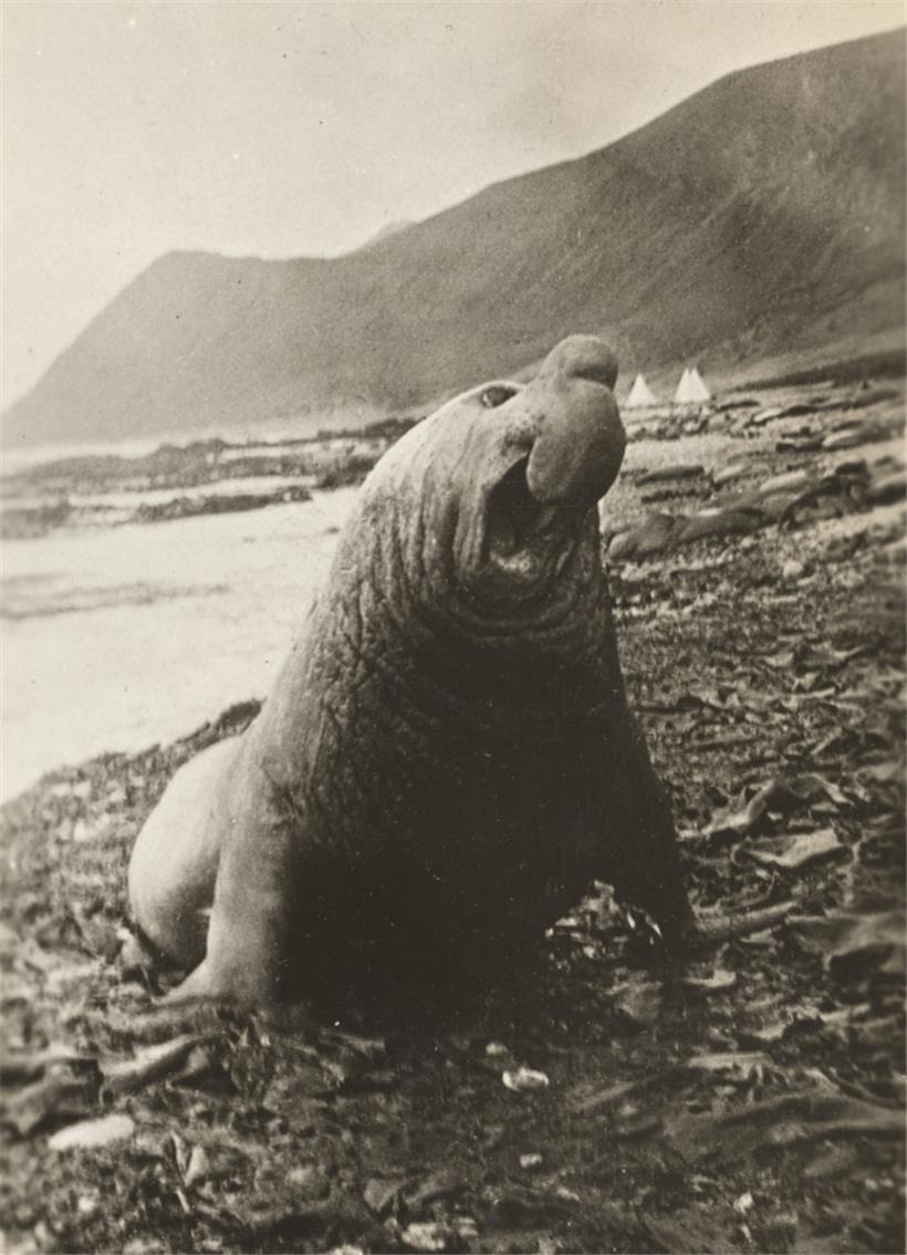 Ein männlicher Seeelefant
