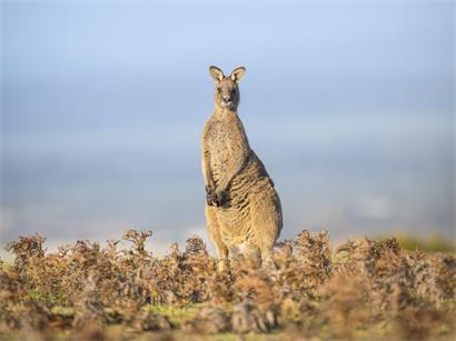 Östliches graues Riesenkänguru im natürlichen Lebensraum Nordost-Tasmaniens, bedroht durch historische Überjagung