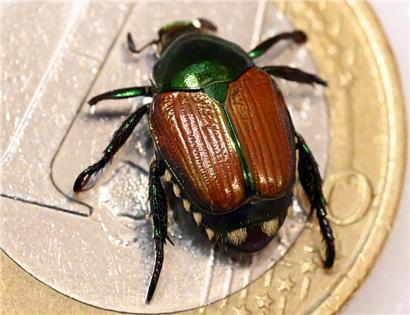 Ein präparierter Japankäfer (Popillia japonica) auf einer Ein-Euro-Münze
