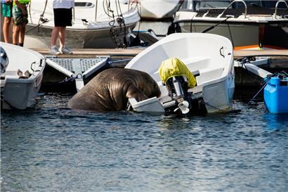 Ein rund 500 Kilogramm schweres Walross entert ein kleines Boot in der Frognerkilen-Bucht im Fjord von Oslo
