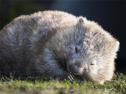Ein schlafendes Wombat auf Maria Island, einem der besten Orte, um Wombats zu beobachten. Hier sind die Tiere auch tagsüber aktiv und zeigen fast keine Scheu.