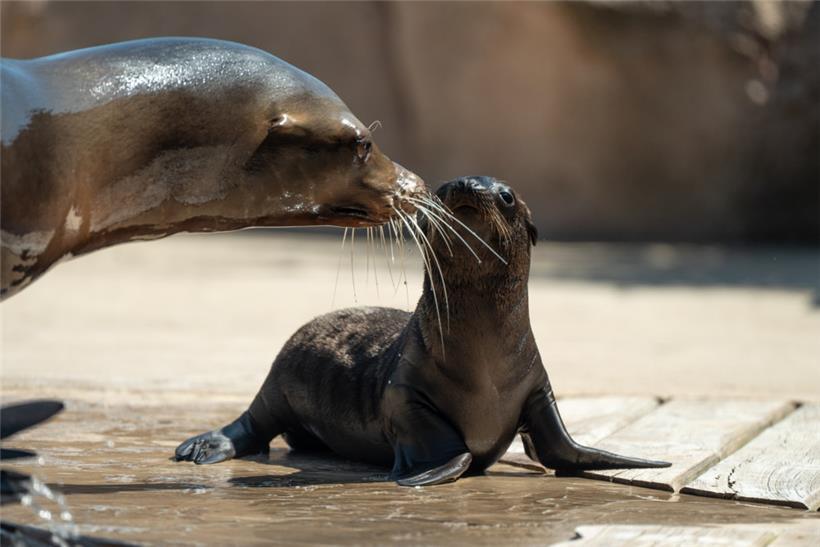 „Ein sehr verspielter und kluger Seelöwe, der sich mit komplexen Lernprozessen auszeichnet“
