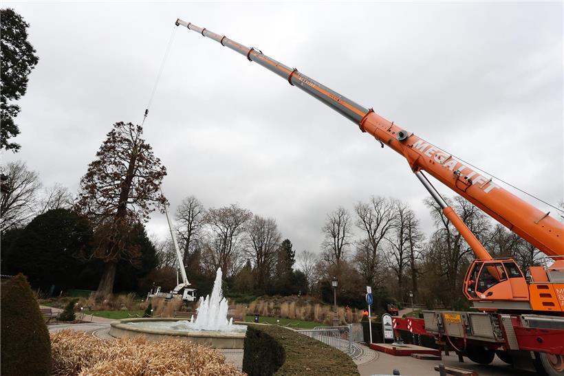 Stabiler Kran hebt abgetrennte Baumteile sicher während Baumfällarbeiten zu Boden