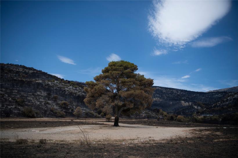 Ein verbrannter Baum in einem verbrannten Wald im Nordwesten Athens
