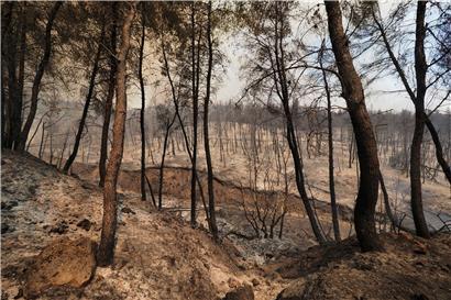 Ein verbrannter Wald auf der griechischen Insel Euböa: Wetterextreme und deren Folgen werden zunehmen, warnt der Weltklimarat (IPCC) in seinem jüngsten Bericht
