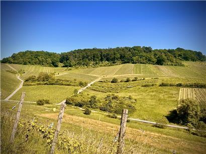 Übernachtung im romantischen Weinberg bei Sonnenuntergang mit Weinreben und idyllischer Naturkulisse