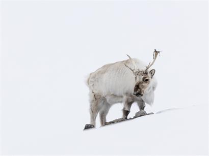 Ein weibliches Spitzbergen-Rentier (Rangifer tarandus platyrhynchus) in einer verschneiten Landschaft