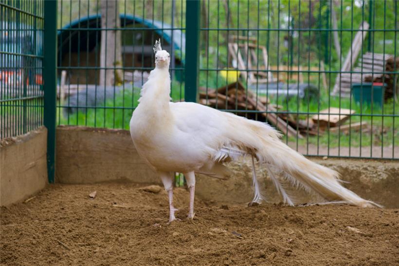 Ein weißer Pfau