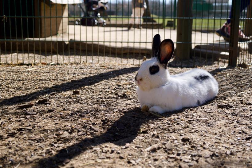 Ein weit verbreiteter Irrtum ist, dass Kaninchen automatisch menschenbezogen sin...
