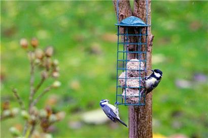 Eine Blaumeise (Cyanistes caeruleus) und eine Kohlmeise (Parus major) fressen im Regen an einem Halter für Meisenknödel
