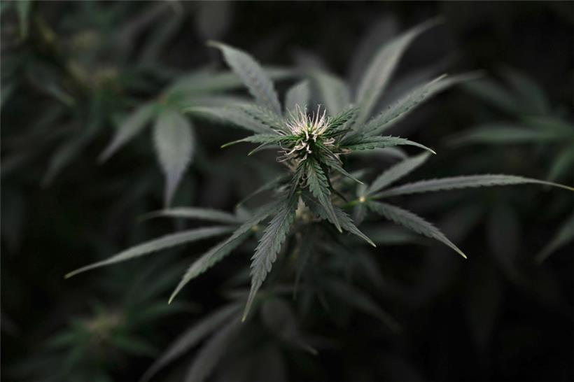 Eine Cannabis-Pflanze in einem Gewächshaus: Maximal sechs Pflanzen soll ein slowenischer Haushalt für den Eigenkonsum anbauen dürfen
