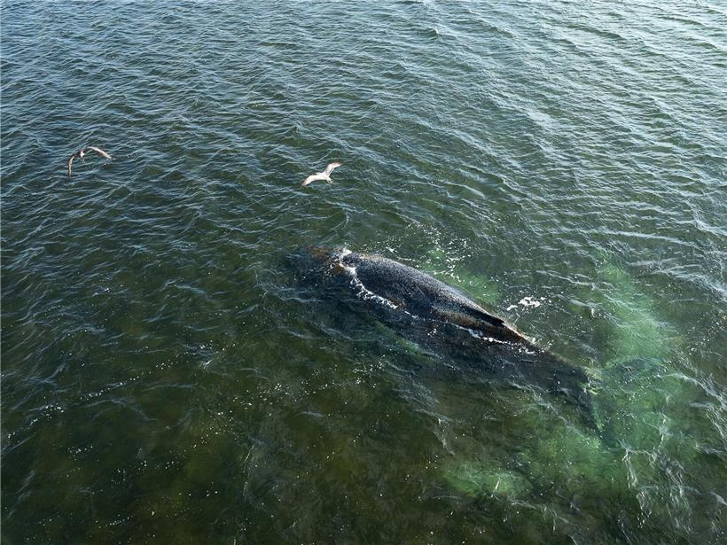 Buckelwal schwimmt in der Wismarbucht, Drohnenaufnahme mit klarem Wasser und Küstenlinie im Hintergrund
