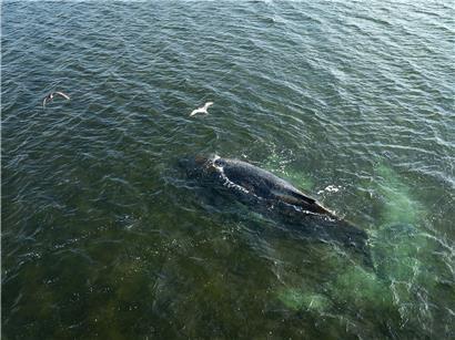 Buckelwal schwimmt in der Wismarbucht, Drohnenaufnahme mit klarem Wasser und Küstenlinie im Hintergrund