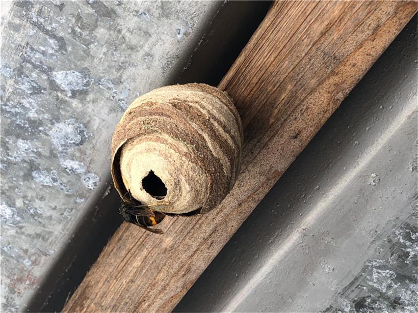 Hornissenkönigin baut Primärnest aus, Nahaufnahme des Nestbaus und Verhaltens der Hornisse im Frühling