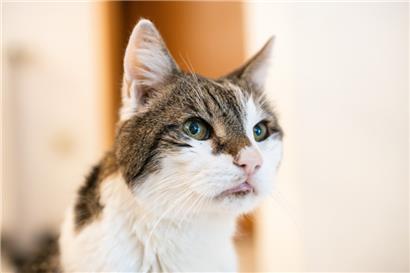 Eine Katze beißt in Ratingen ihren Retter nach einer Kamin-Rettung so schlimm in die Hand, dass dieser ins Krankenhaus muss
