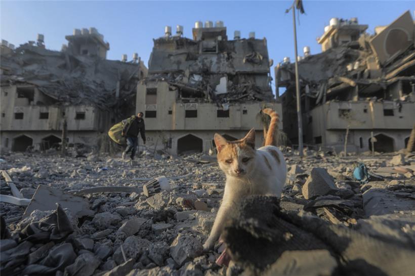 Eine Katze geht am 2.12. vor dem von Katar finanzierten Wohnkomplex Hamad Town in Khan Yunis im südlichen Gazastreifen durch die Trümmer
