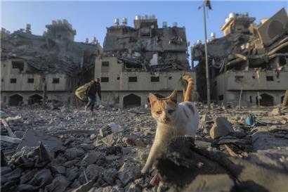 Eine Katze geht am 2.12. vor dem von Katar finanzierten Wohnkomplex Hamad Town in Khan Yunis im südlichen Gazastreifen durch die Trümmer
