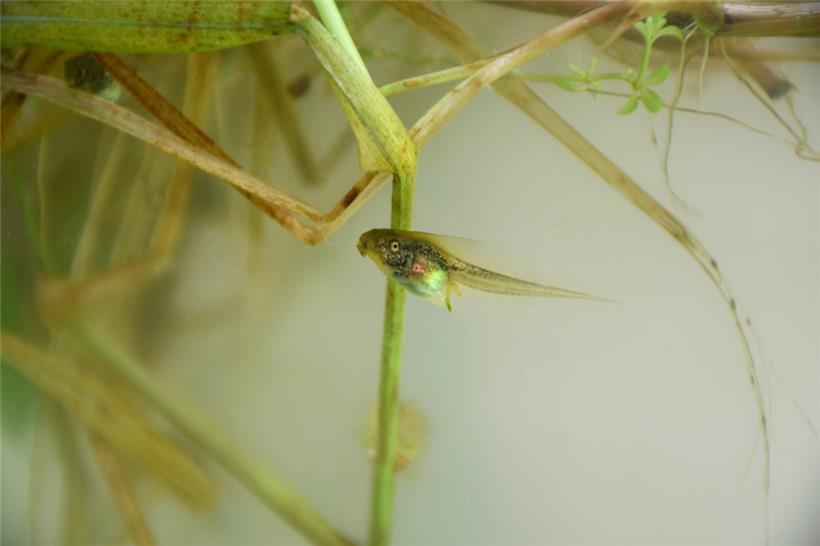 Eine Laubfrosch-Kaulquappe