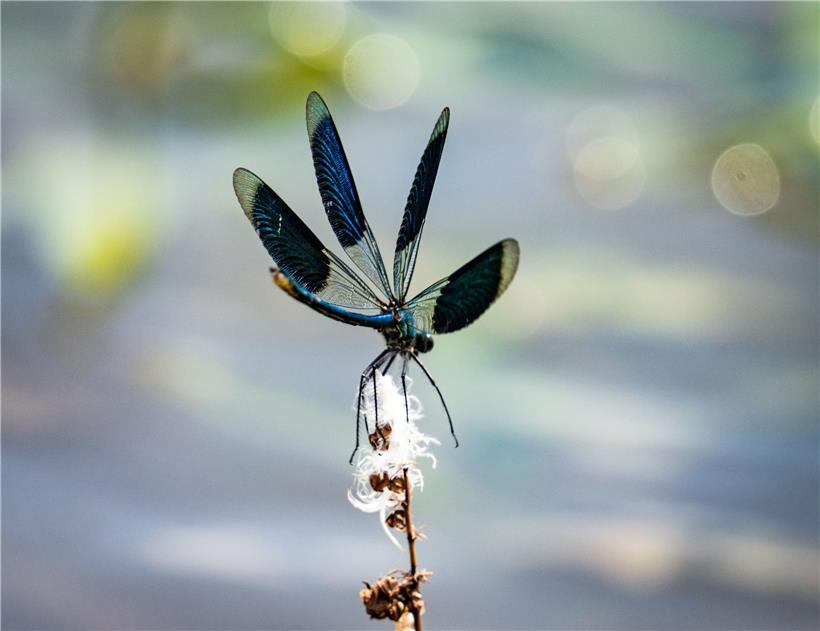Eine Libelle landet auf einem kleinen Ast, der aus dem Wasser ragt
