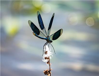 Eine Libelle landet auf einem kleinen Ast, der aus dem Wasser ragt
