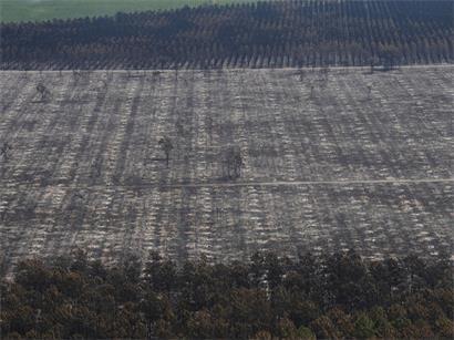 Eine Luftaufnahme von verbrannter Erde und Wald