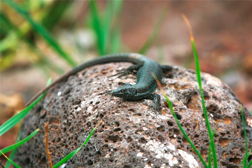 Eine Madeira-Eidechse – die Art lebt nur auf Madeira
