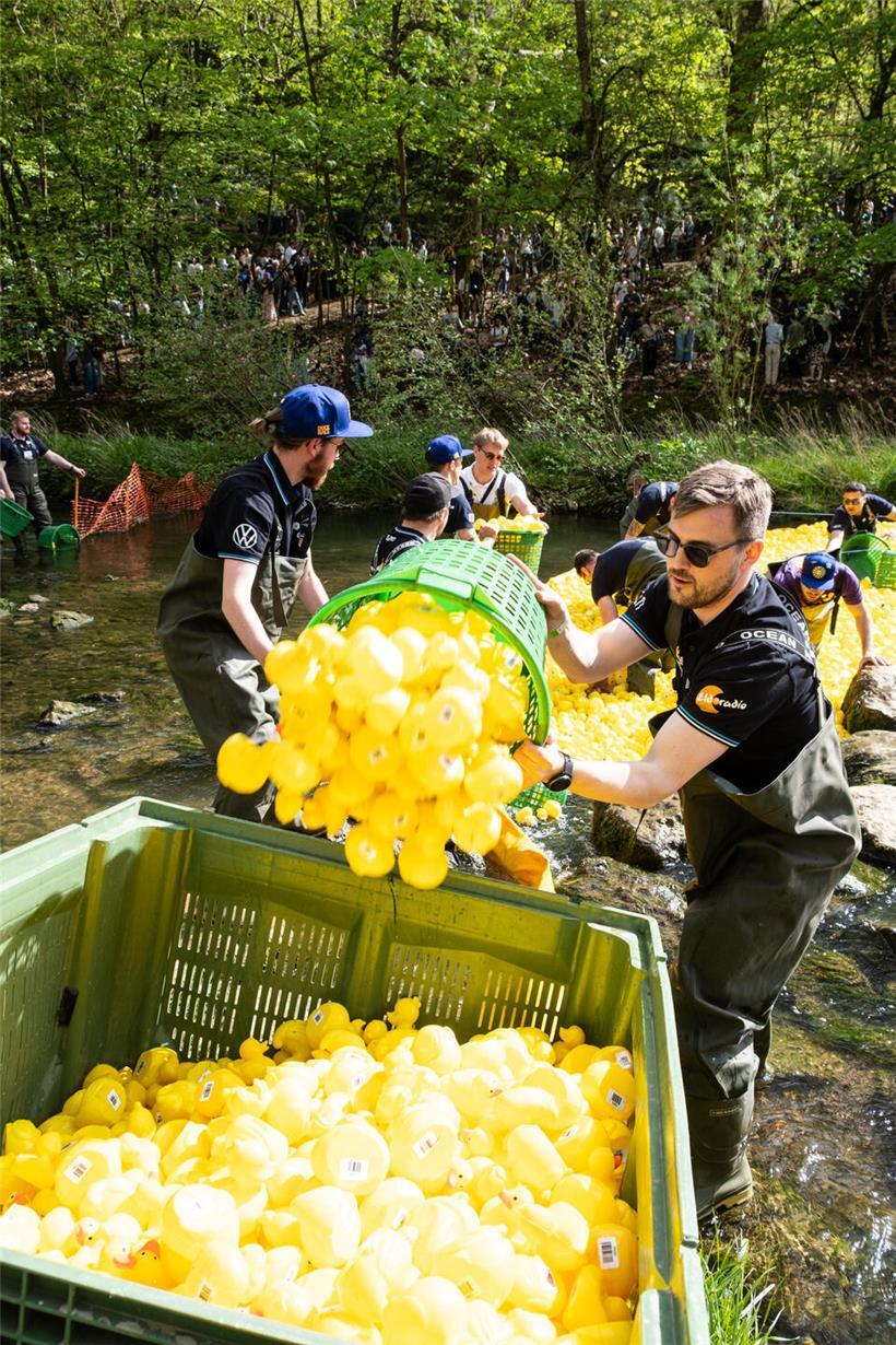 Menschenkette hilft tausenden Enten schnell und sicher vom Wasser ans Ufer bei Rettungsaktion am Flussufer