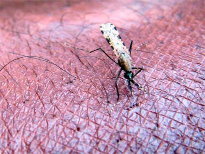 Eine Mücke der Gattung „Anopheles gambiae“, ein bekannter Verbreiter der Malaria-Erkrankung, saugt Blut aus dem Arm eines Wissenschaftlers