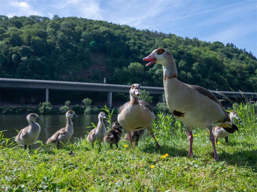 Nilgansfamilie am Moselufer bei Schweich watschelnd, Entenfamilie in natürlicher Flusslandschaft