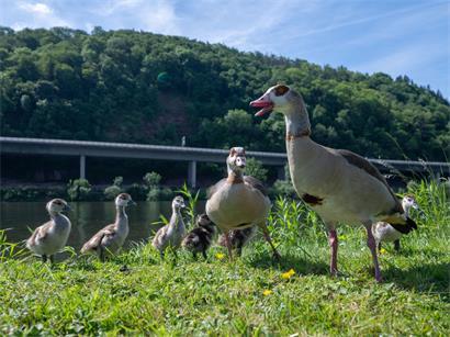 Nilgansfamilie am Moselufer bei Schweich watschelnd, Entenfamilie in natürlicher Flusslandschaft