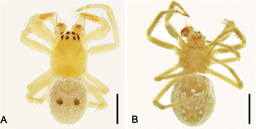 Eine Spinne der Art „Abba Transversa“ (undatierte Aufnahme). 
