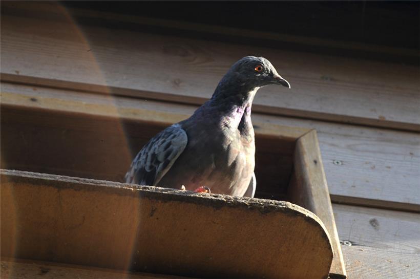 Eine Taube auf dem Escher Galgenberg
