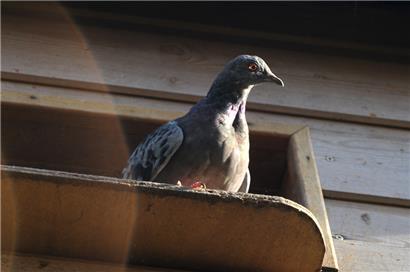 Eine Taube auf dem Escher Galgenberg
