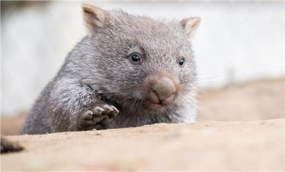 Eine US-Influencerin entriss stolz ein Wombat-Baby der Mutter. Jetzt hat sie fluchtartig das Land verlassen. 
