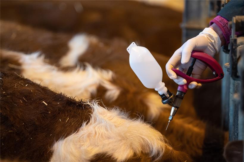 Eine Veterinärin impft in Deutschland beim Auftakt einer Impfaktion bei Rindern im Jahr 2019 ein Jungtier
