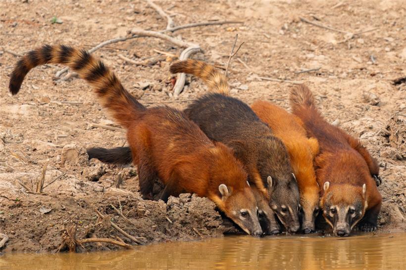 Eine Wasserstelle ist am frühen Morgen die erste Anlaufstelle für die Nasenbären
