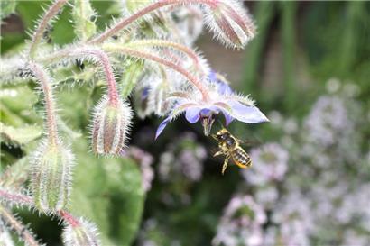 Eine Wildbiene auf der Suche nach frischem Blütennektar
