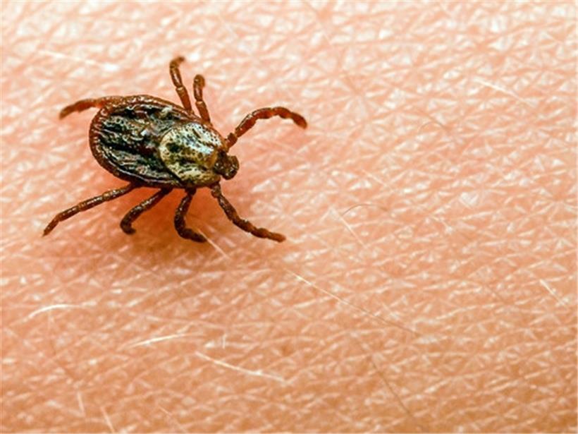 Eine Zecke krabbelt über den Arm eines Kindes
