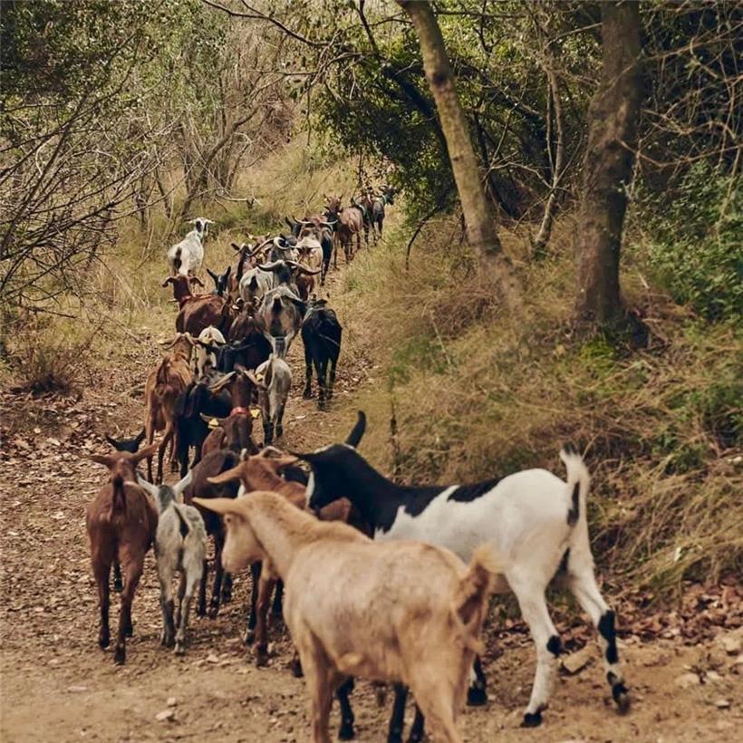 Eine Ziegenherde auf dem Weg zum Einsatz in Mataró
