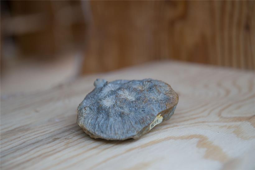 Eine Zusammenarbeit mit dem Naturmuseum