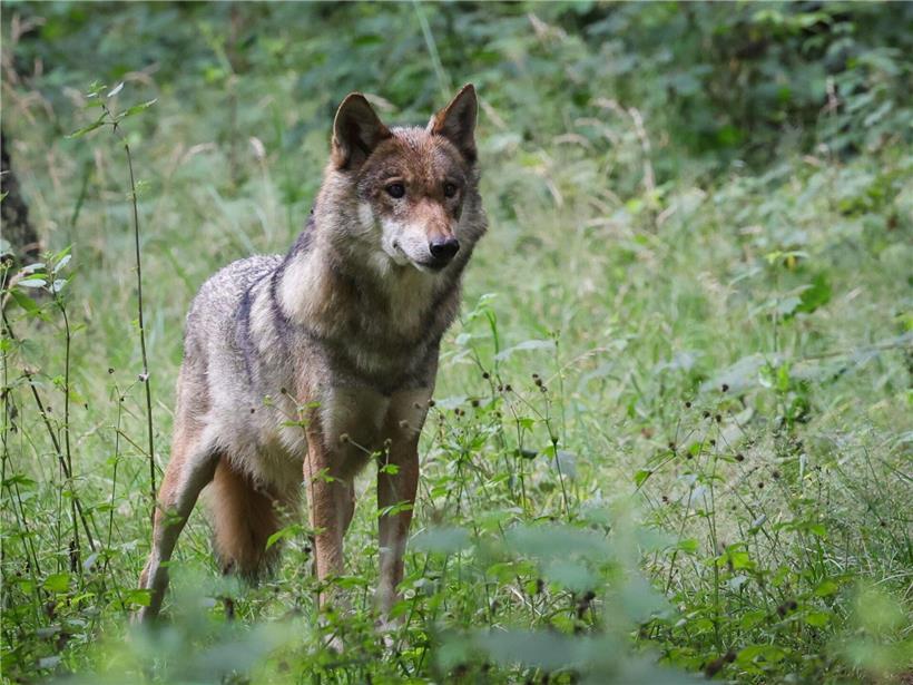 Weiblicher ausgewachsener Wolf steht aufmerksam in natürlichem Gehege im Waldgebiet