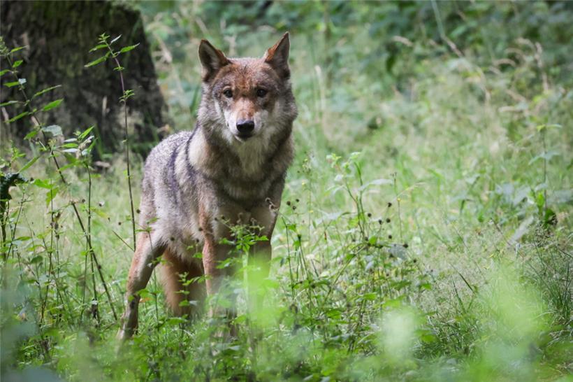 Eine ausgewachsener weiblicher Wolf steht in seinem Gehege im Tierpark
