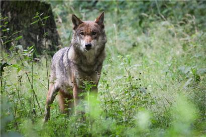 Eine ausgewachsener weiblicher Wolf steht in seinem Gehege im Tierpark
