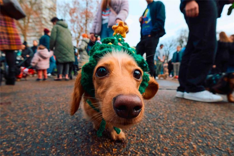 Eine besondere Gassirunde im Hydepark gab es am Sonntag
