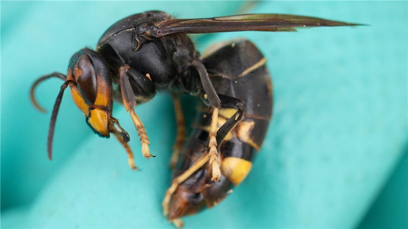 Betäubte Königin der Asiatischen Hornisse auf hellem Hintergrund, Nahaufnahme eines gefährlichen Insekts aus Asien