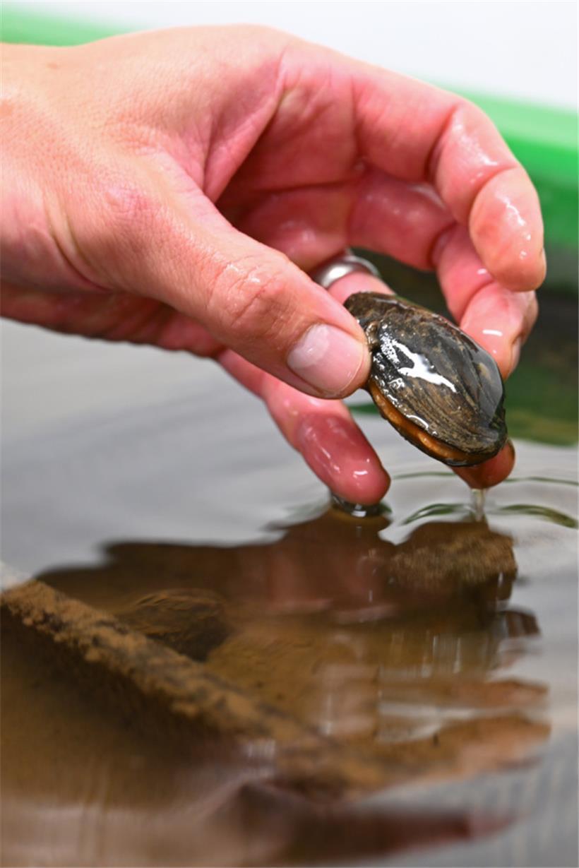 Eine junge Flussperlmuschel
